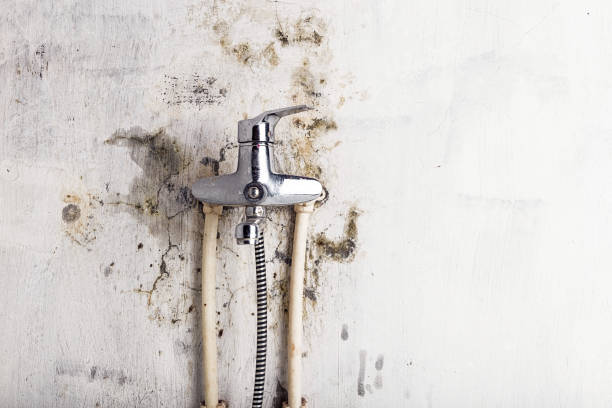 Best Toxic Mold Removal  in Coronado, CA