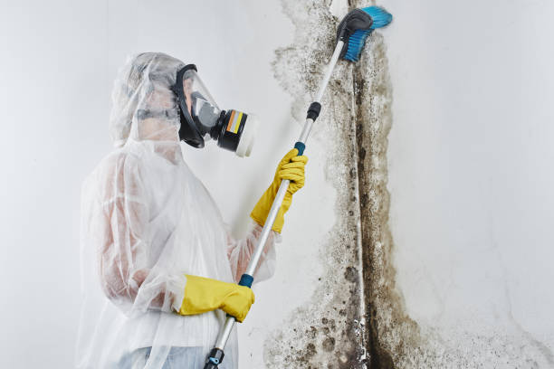 Best Commercial Mold Removal  in Coronado, CA