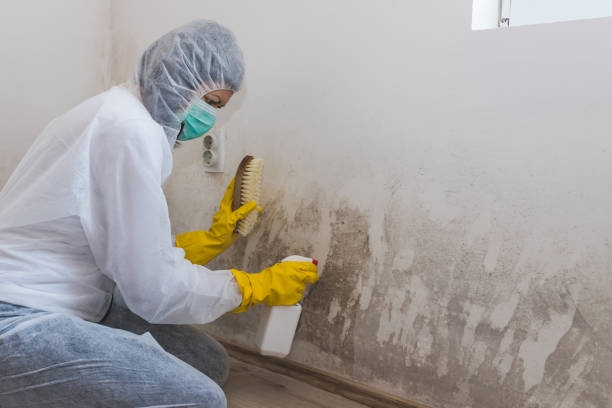 Best Crawl Space Mold Removal  in Coronado, CA