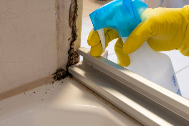 Professional Mold Removal in Coronado, CA