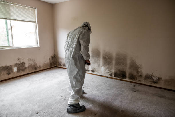 Best Mold Testing and Removal  in Coronado, CA