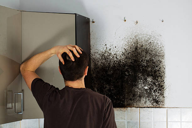 Best Mold Damage Repair  in Coronado, CA