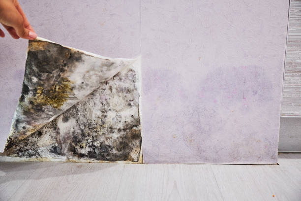Trusted Coronado, CA Mold Removal Experts